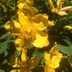 Detalle - flores amarillas